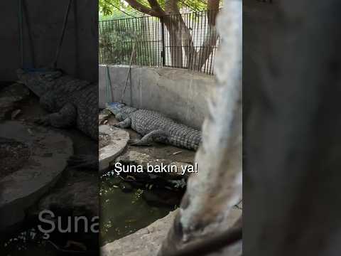 Timsah İle de “CİNSEL İLİŞKİYE” Girmezsin Ya⚠️