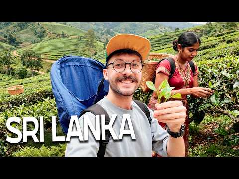 SRİ LANKA'NIN EŞSİZ ÇAY BAHÇELERİ VE ÇAYIN HİKAYESİ 🇱🇰