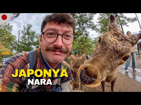 Japonya'nın EN HUZURLU Yeri! Kutsal Geyikleri ile Unutulmaz Bir Gün 🇯🇵 513