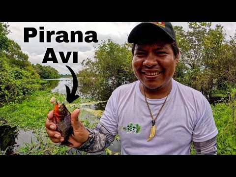 Amazon Nehrinde Pirana Avlamak! Amazonlarda Yaşam #345
