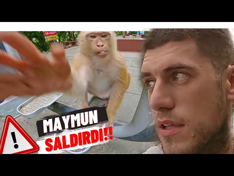 TAYLAND'DA MAYMUN SALDIRDI!(Dağda Mahsur Kaldım)-6