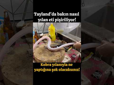 KOBRA YILANI İLE NE YAPTIĞINA ŞOK OLACAKSINIZ! Tayland’da YILAN ETİ HAZIRŞANIŞI!