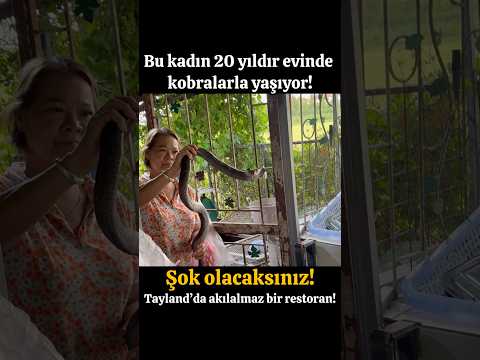 KOBRALAR ETİ YİYORLAR! TAYLAND'DA EVİNDE KOBRALAR İLE YAŞAYAN BU KADINA ŞOK OLACAKSINIZ!