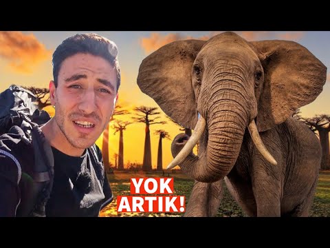 BOTSWANA’nın ÇILGIN DOĞASINDA BAŞIMIZA GELENLERE İNANAMAYACAKSINIZ! VAHŞİ DOĞA’DA BİR GÜN!