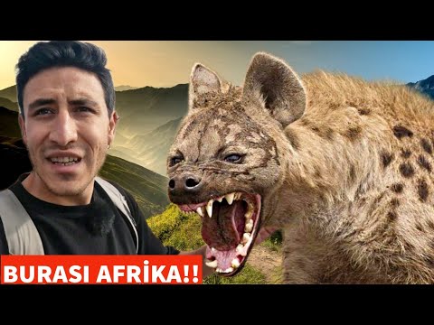 AFRİKA'NIN AKILALMAZ BU KÖYÜNDE VAHŞİ SIRTLANLARI BESLİYORLAR! GÖRDÜKLERİME İNANAMADIM!
