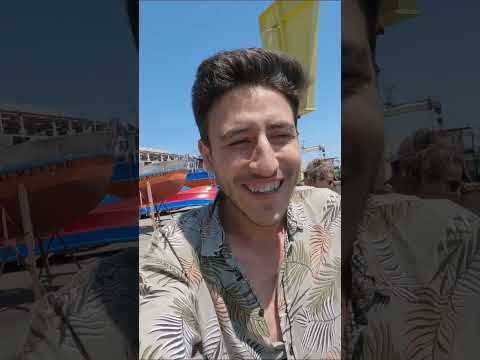 ŞİLİ'DE ÇILGIN BİR DENEYİM! FOK BALIKLARI HER YERDE!