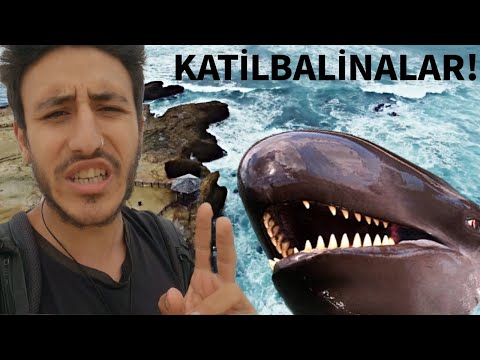 KATİL BALİNALAR BURADA YAŞIYOR! EKVADOR'DA İLGİNÇ BİR BÖLGE!