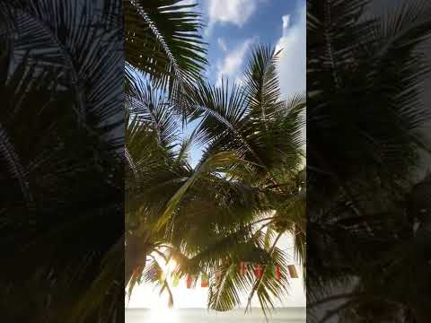 BREZİLYA'DA SIRADAN BİR GÜN 🌴🌴