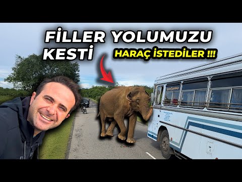 İşte Fillerin Yolumuzu Kestiği Yerler - Dünyaca Ünlü Sri Lanka'nın Safari Bölgesi Yala