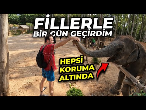 Tayland'da Filler İle 1 Gün Boyunca Doğada Vakit Geçirdim - Ailecek İzleyin