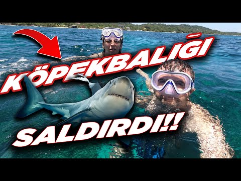 Köpekbalığı Saldırdı - Korkudan Öldük !!!