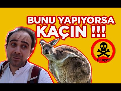 Kangurulara Bu Kadar Yaklaşır Mıydınız ? | Avustralya
