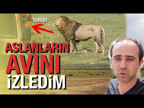 Aslanların Avını  İzledim : Afrika'da Safari Yapmak