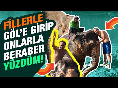 Hayatınızda Hiç Fille Yüzdünüz Mü ? Bakın Nasıl Canlılar !!!!