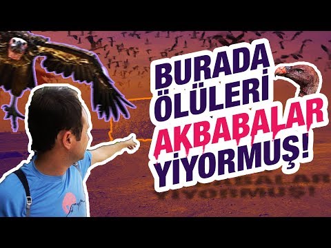 Burada Ölüleri Akbabalara Yediriyorlarmış!