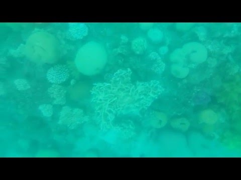 Akabe Resifleri-Ürdün