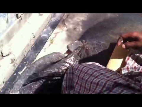 Hindistan Sokaklarında Fil Turu-Jaipur