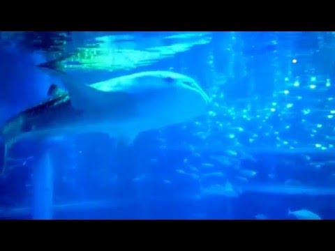 Kaiyukan Akvaryumu-Kaiyukan Aquarium-Osaka (Japan)
