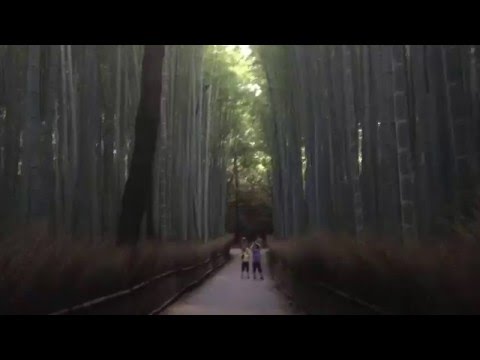 Bambu Ormanı-Bamboo Forest