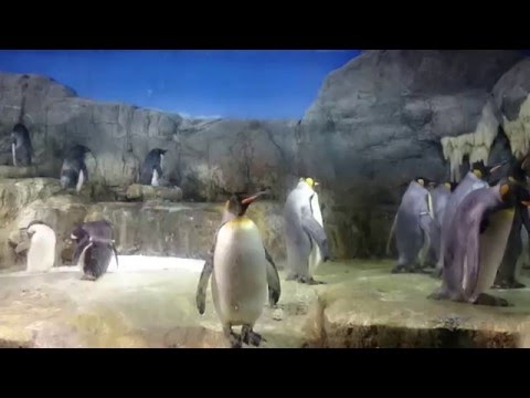 Kaiyukan Akvaryumu-Kaiyukan Aquarium-Osaka (Japan)