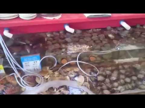 Busan-Jagalchi Balık Pazarı (Jagalchi Fish Market)