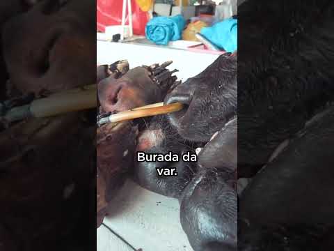 Pazar'da At Ağzı Satışı 😲 #shorts