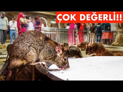Hindistan'da KUTSAL FARELER Tapınağına gittim..(Fareye inanmak)