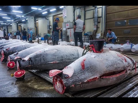 Tuna Auction Tsukiji Fish Market Tokyo, Japan