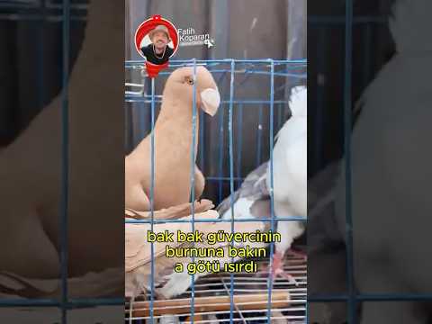 Fareyi Ağzıma Soktu - İllegal Hayvan Pazarı - Mısır