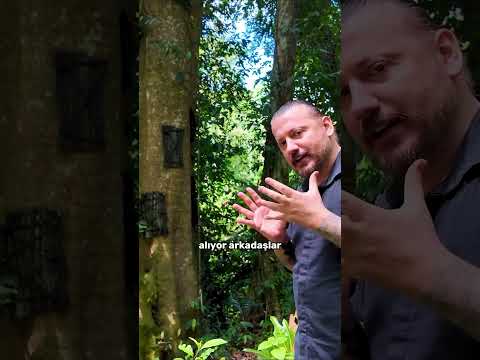 Ölen Bebekleri Ağaca Gömüyorlar | Toraja Kabilesi | Endonezya