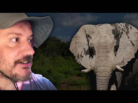 Sri Lanka'da Filler İnsanlara Pusu Kurup Öldürüyor | Belgesel 