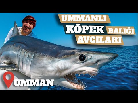 Köpek Balığı Avcıları | Dev Yılan Yakaladık | Umman Denizi