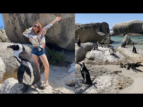 Afrika'da Penguenlerle Doğum Günü Kutlamak😍🐧💛🌎