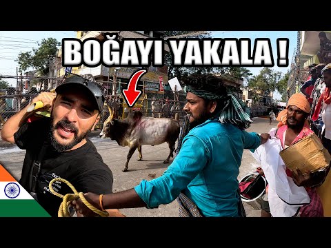 Hayatta Kalana Buz Dolabı Hediye (Boğa Festivali) 🇮🇳 ~595