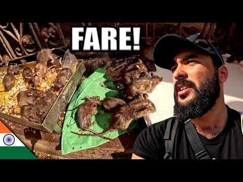 Hindistan Fare Tapınağı (25.000 Fare Var!) 🇮🇳 ~549