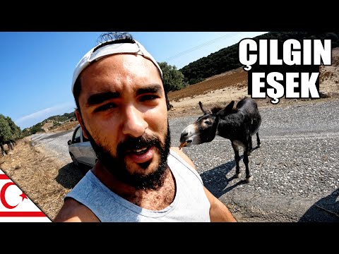 Kıbrıs'ın Çılgın Eşekleri, Arap Hristiyanlar ve İngiliz Köyü ~517