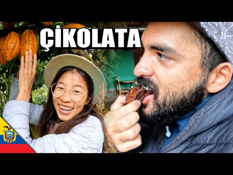 Kakao Tarlasından Ünlü Ekvador Çikolatasına 🍫 🇪🇨 ~494