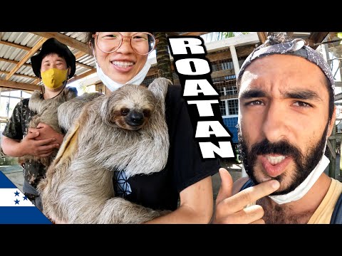 Sadece Latin Amerika'da Görebileceğiniz TEMBEL HAYVANLAR 🇭🇳 ~459