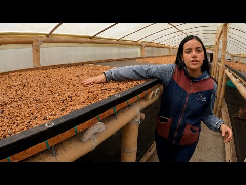 Kolombiya'nın KAHVE ÇEKİRDEKLERİ İşte Böyle İşleniyor 🇨🇴 ~433