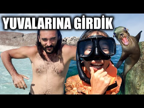 Denizaslanları ile BİR GÜN GEÇİRMEK! (Meksika - La Paz) 🇲🇽 ~382