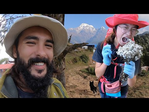 Corona Zamanı Himalaya Dağlarına Çıkmak (Mardi Himal) ~323