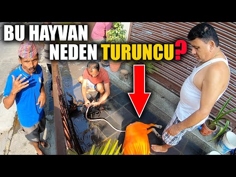 Hinduların KURBAN BAYRAMI Dashain ~321