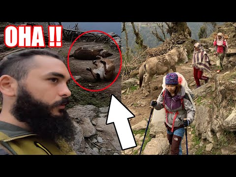 Himalayanın Duş Alan ÇILGIN ATLARI ~275