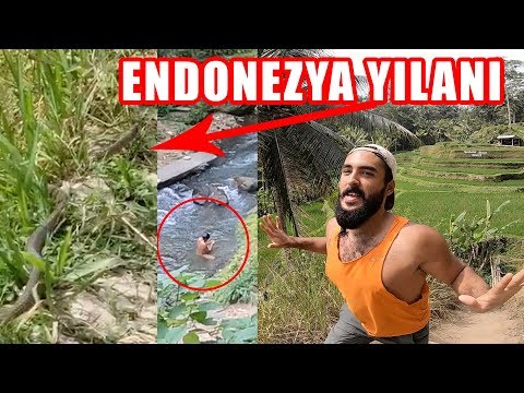 Pirinç Tarlasında Gluk Gluk Yapan Abi 😧(Aramıza Yılan Girdi 🐍) ~175