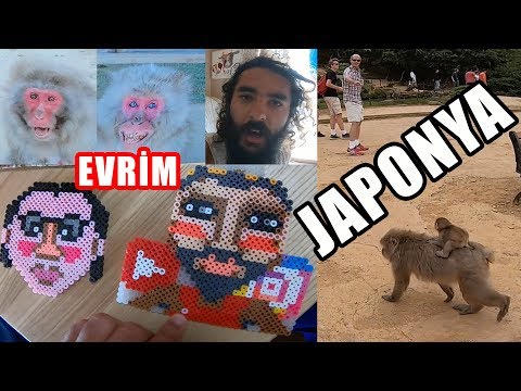 İlginç Japon Maymunları ve Bambu Ormanı (Kyoto Gezisi) ~165