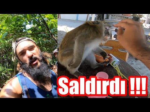 Maymundan AIDS Kapıyordum ! ISIRIYORDU !! MONKEY BEACH Malezya ~121