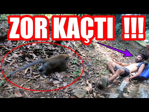 Maymunlar Saldırdı !! CANIMIZI ZOR KURTARDIK !!! Malezya ~118