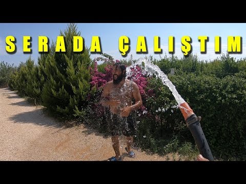 KATLI ÇİLEK, TOPRAKSIZ ÇİLEK YAPILIR MI ? (ANTALYA)