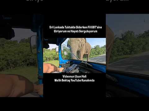 Fil Aracımı Taciz Ediyor