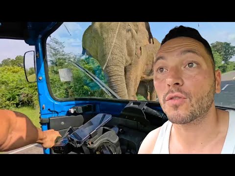 SRİ LANKADA FİL ARACIMA GİRER VE HAYATI SORGULATIR!